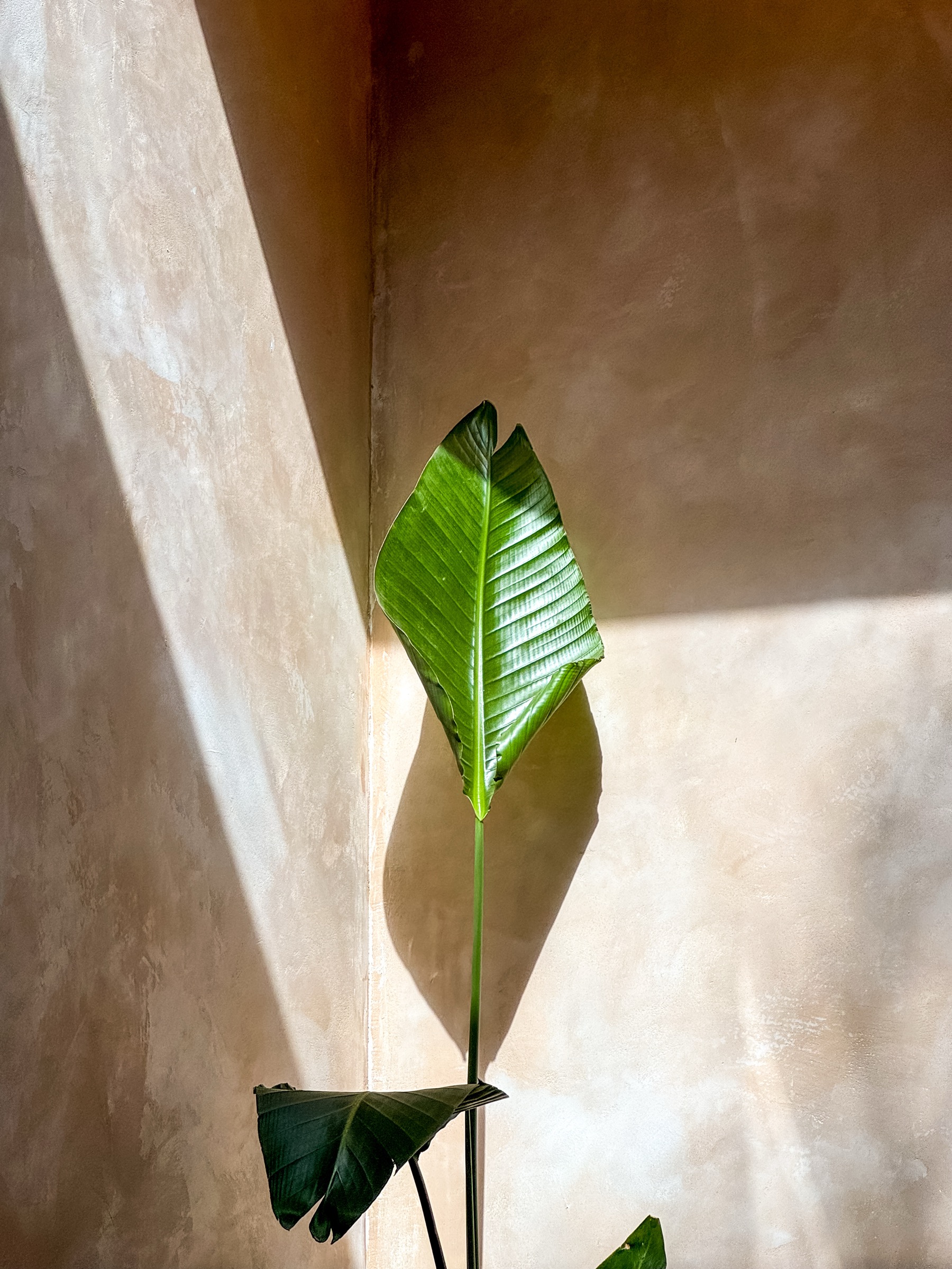 Single tropical leaf backlit by raking sunlight against a warm terracotta wall