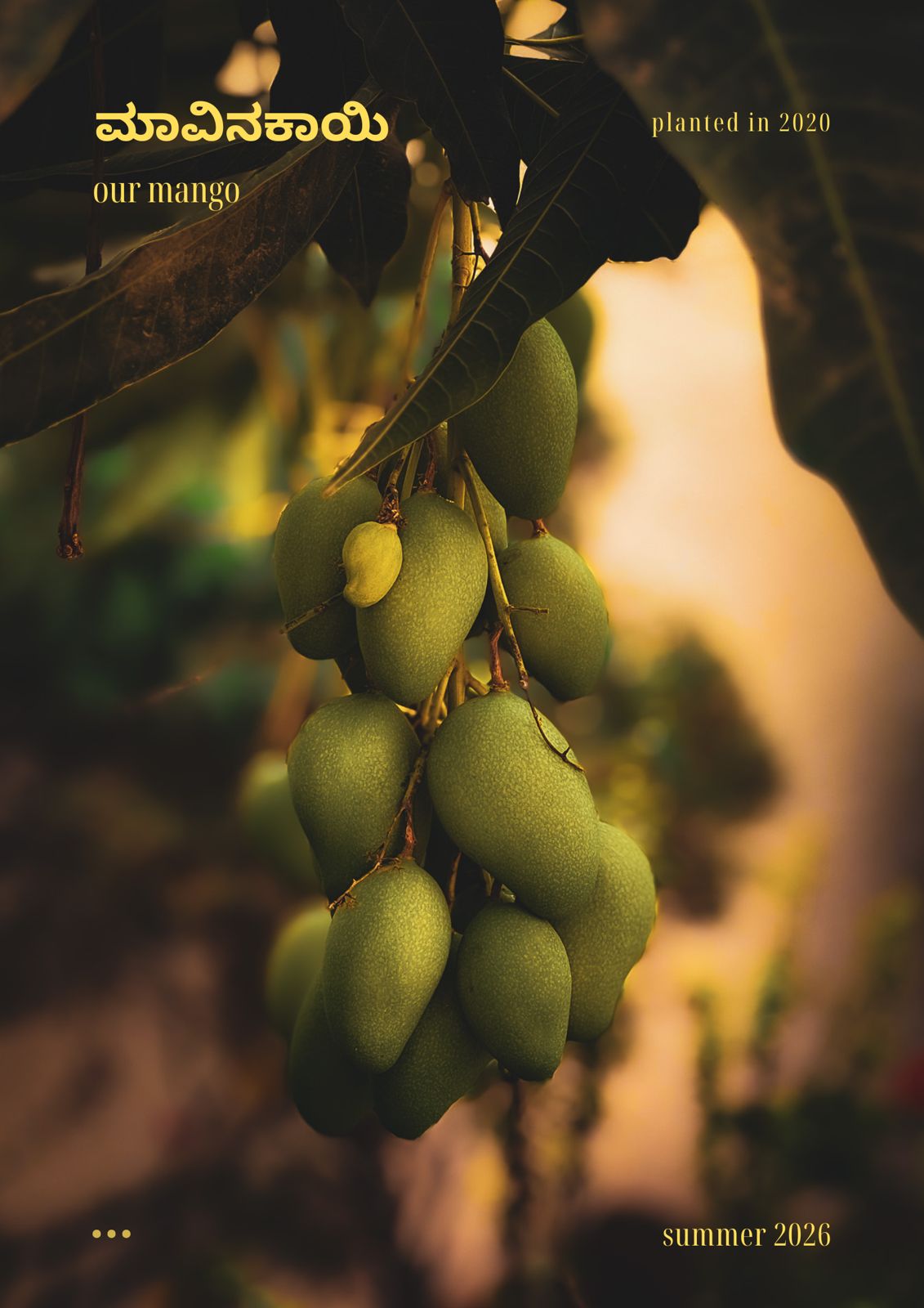 Editorial poster of green mangoes with Kannada script typography