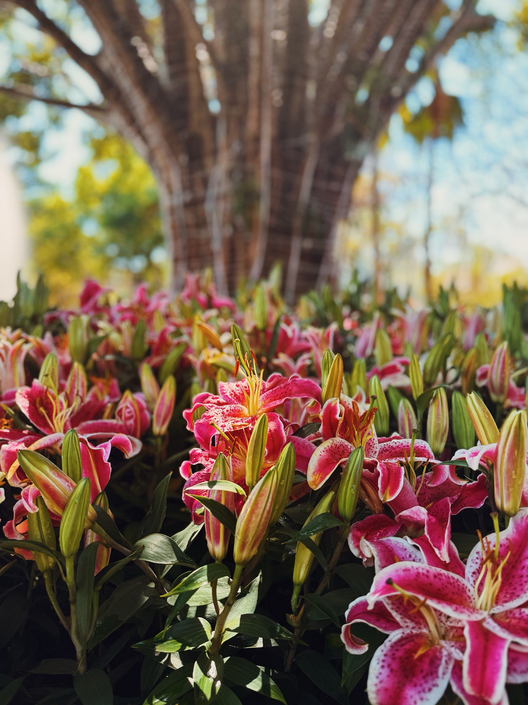 Dense field of stargazer lilies in bloom with a fan palm trunk blurred behind